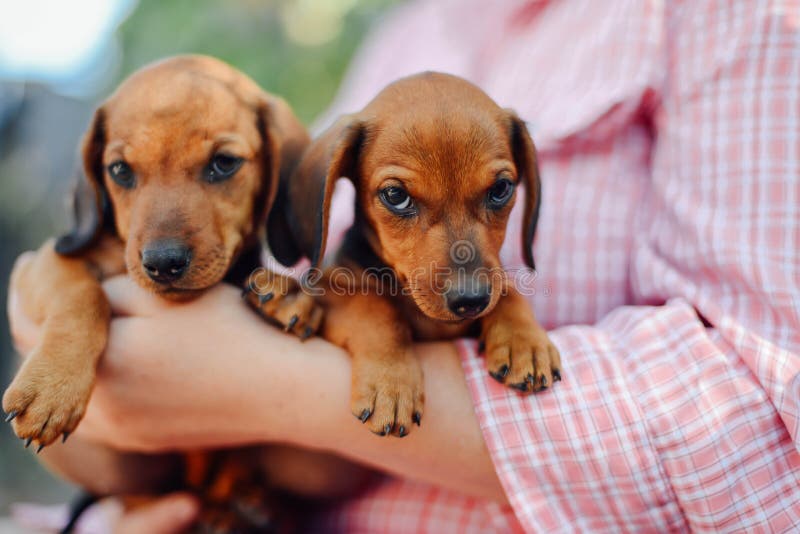 Κουτάβι Dachshund Γυναίκα στο πάρκο που κρατά το σκυλί του Γυναίκα holdin στοκ εικόνα Κουτάβι Dachshund Γυναίκα στο πάρκο που κρατά το σκυλί του Γυναίκα holdin στοκ εικόνα