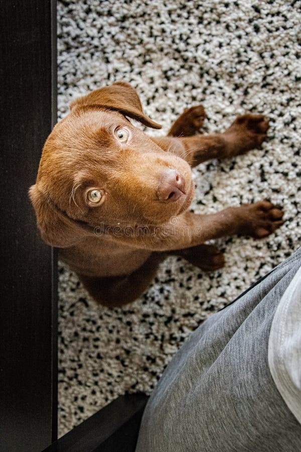 Κουτάβι Labrador που μαθαίνει να κάθεται στοκ εικόνα Κουτάβι Labrador που μαθαίνει να κάθεται στοκ εικόνα