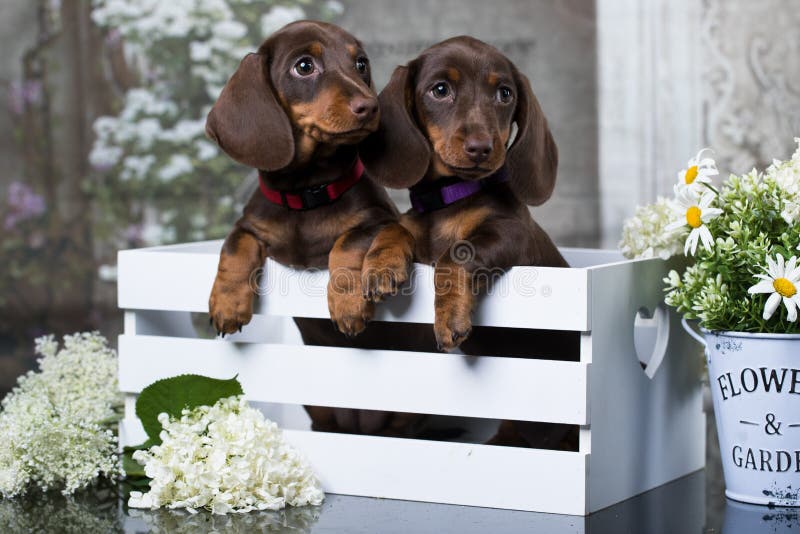 Κουτάβι και λουλούδια Dachshund chamomile στοκ φωτογραφίες με δικαίωμα ελεύθερης χρήσης