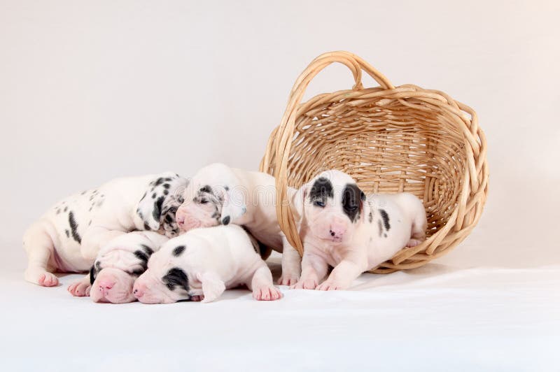 Five show-marked harlequin three week old Great Dane puppies and a tipped-over wicker basket on an all white background. Five show-marked harlequin three week old Great Dane puppies and a tipped-over wicker basket on an all white background.