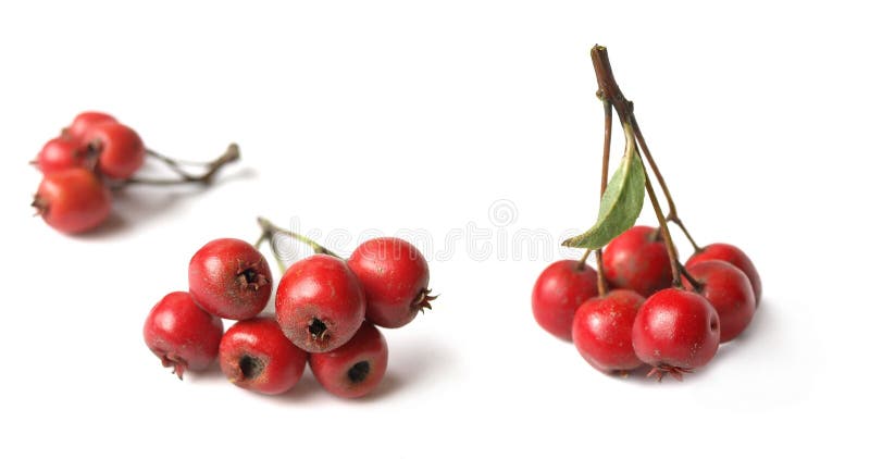 Κράταιγος (Crataegus) στοκ φωτογραφία με δικαίωμα ελεύθερης χρήσης