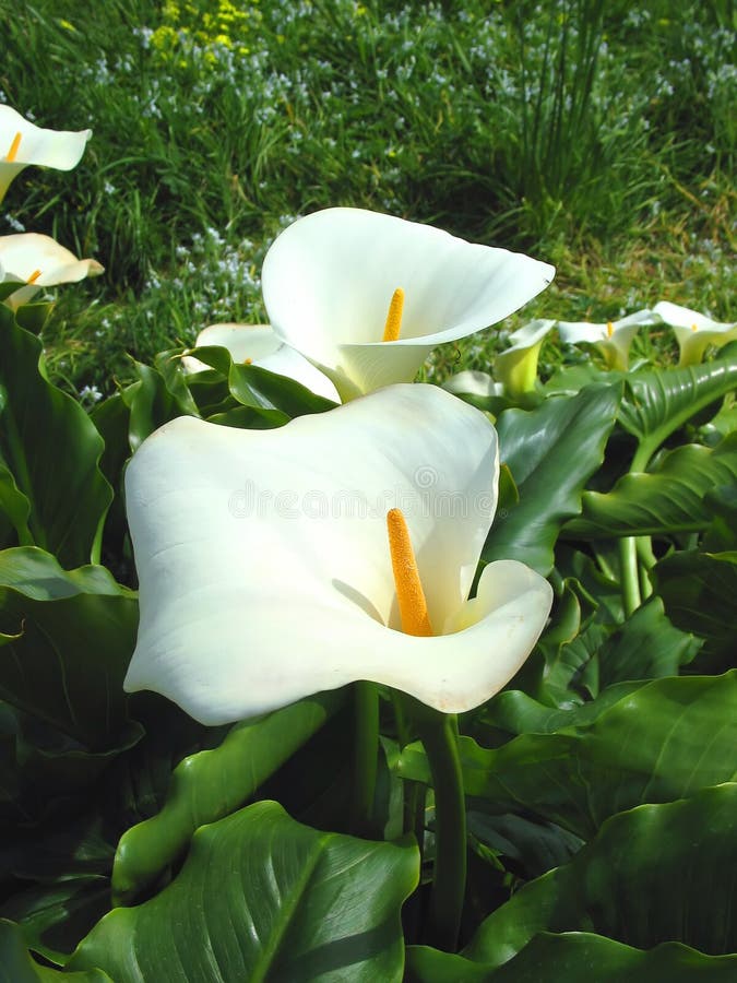 Two large lilies on St. Martins, Scilly Isles, UK. Two large lilies on St. Martins, Scilly Isles, UK.