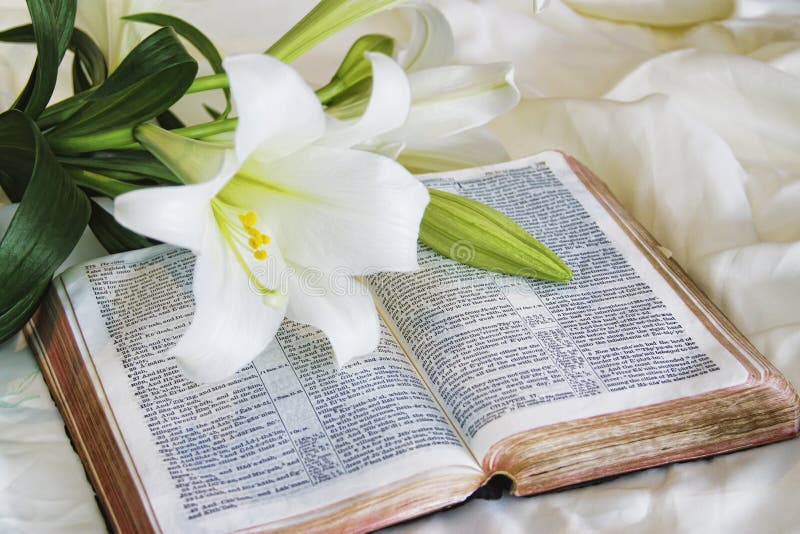 White Lily laying on a old antique bible on Easter morning. White Lily laying on a old antique bible on Easter morning