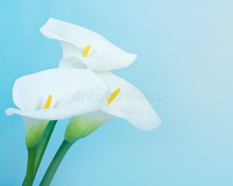 Κρίνος της Calla στοκ εικόνες Κρίνος της Calla στοκ εικόνες