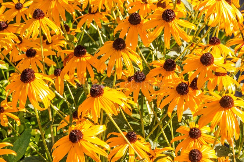 Black Eyed Susan flowers glisten in the early morning sun after a little rain had fallen. Black Eyed Susan flowers glisten in the early morning sun after a little rain had fallen.