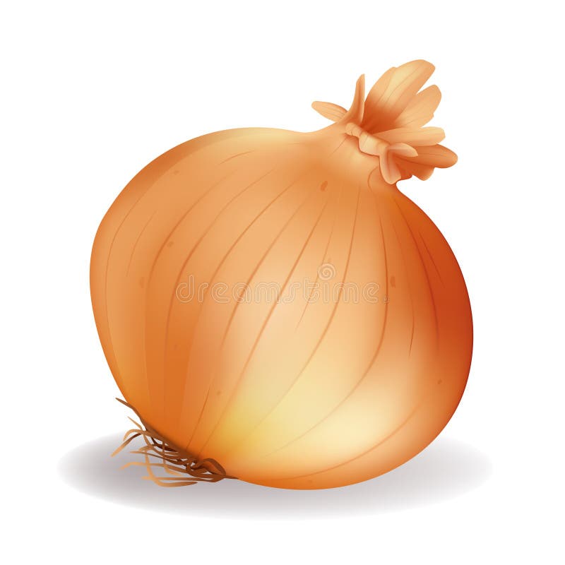 Illustration of Onion, isolated on the white. Illustration of Onion, isolated on the white