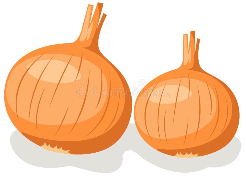 Illustration of isolated pair of of onion on white background. Illustration of isolated pair of of onion on white background