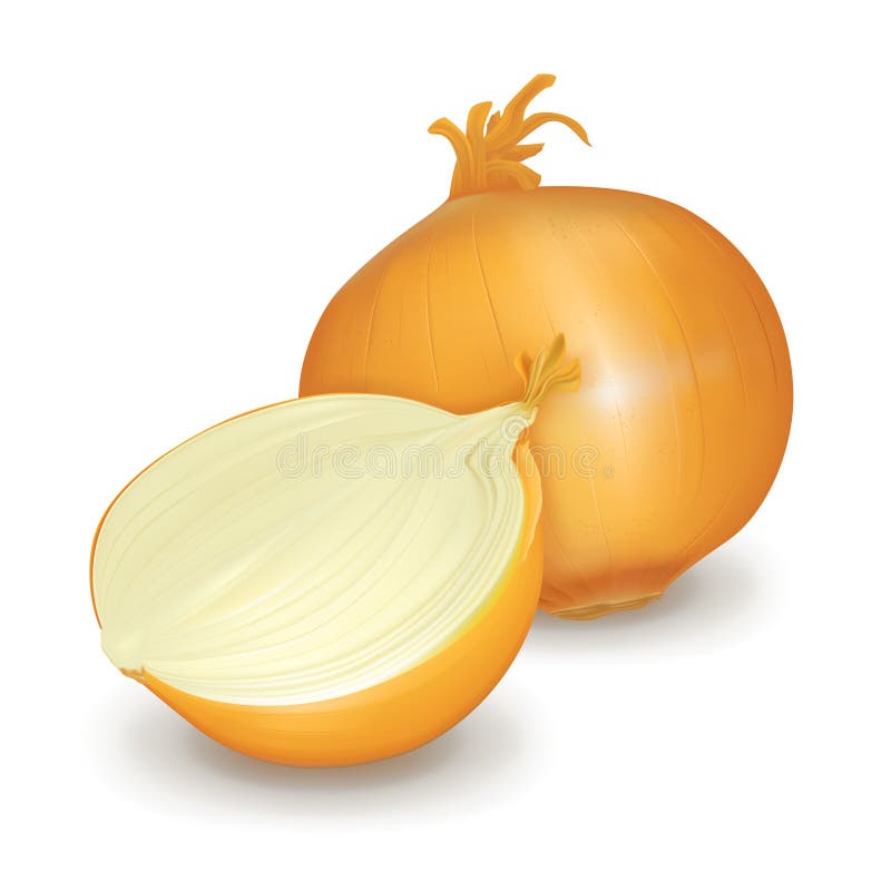 Onion, computer illustration, isolated on the white. Onion, computer illustration, isolated on the white