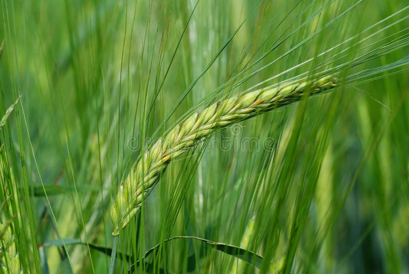 Large unripe barley on green field as background. Large unripe barley on green field as background
