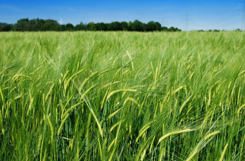 Photograph of a field of barley. Photograph of a field of barley