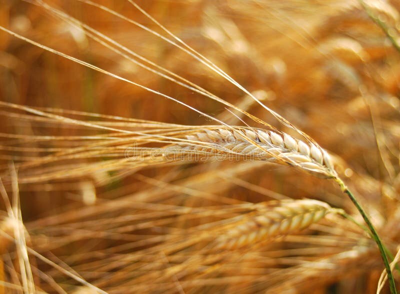 Photography of a field of barley. Photography of a field of barley.