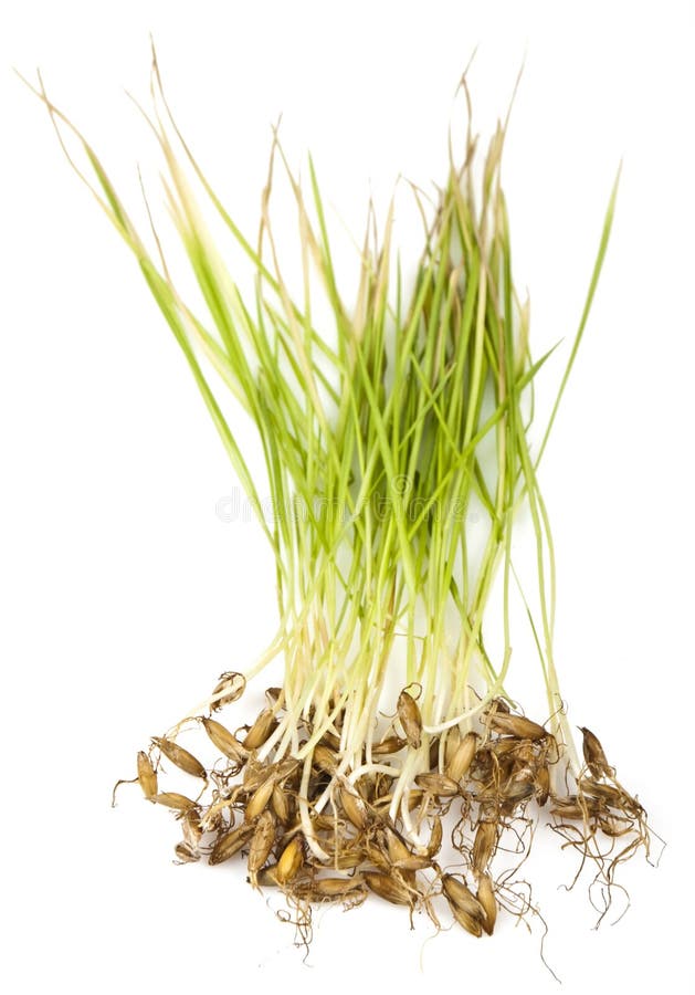 The germ of sprouting barley root for your design. The germ of sprouting barley root for your design
