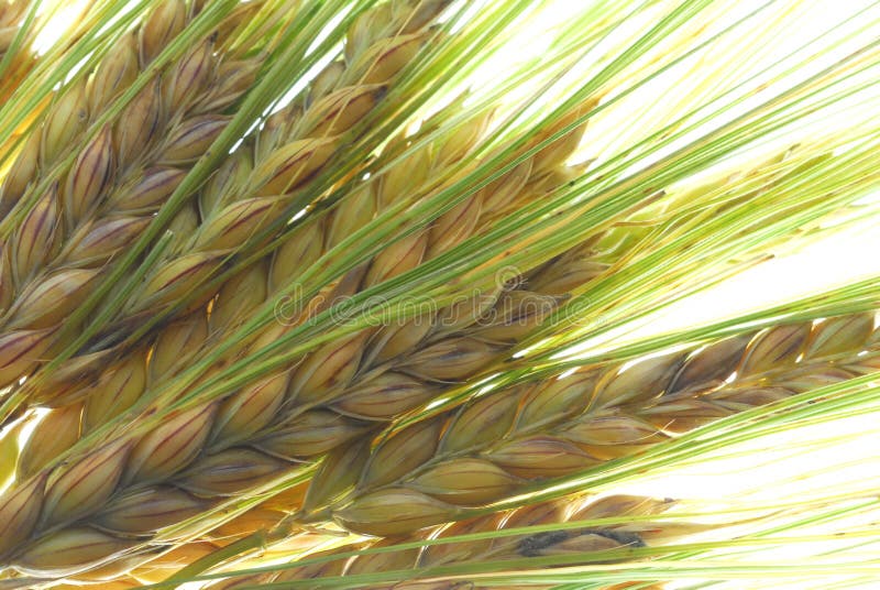 Fresh barley on white background. Fresh barley on white background