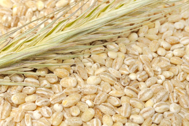 A close-up shot of pearl barley with an ear of barley. A close-up shot of pearl barley with an ear of barley