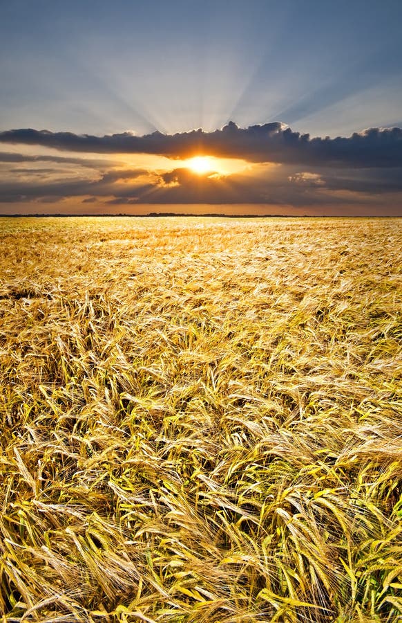 Portrait format view of a barley field with a beautiful sunset in the background. Portrait format view of a barley field with a beautiful sunset in the background