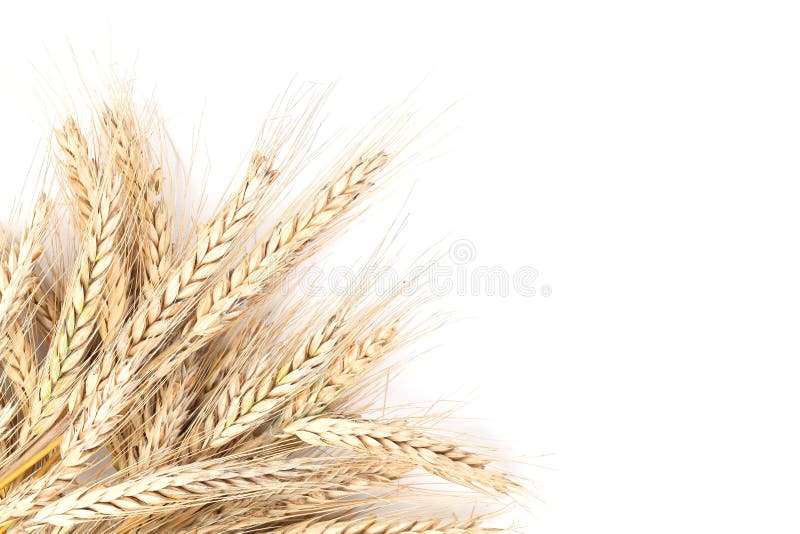 Barley frame isolated on white background with copy space. Barley frame isolated on white background with copy space