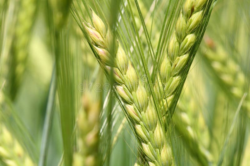 Barley in field close up. Barley in field close up