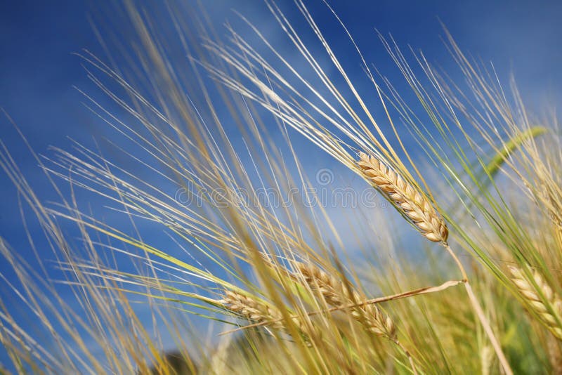 Barley in field with blue sky. Barley in field with blue sky.