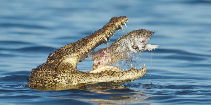 Κροκόδειλος του Νείλου που τρώει ένα ψάρι