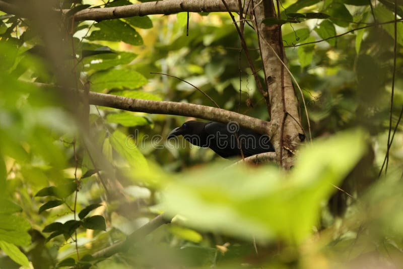 Κρόου Corvus fuscicapillus στο νησί Waigeo Ινδονησία στοκ εικόνες