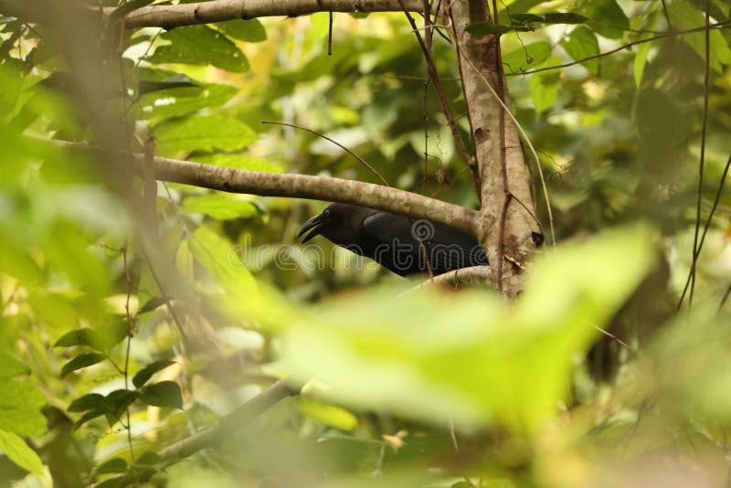 Κρόου Corvus fuscicapillus στο νησί Waigeo Ινδονησία στοκ εικόνες με δικαίωμα ελεύθερης χρήσης