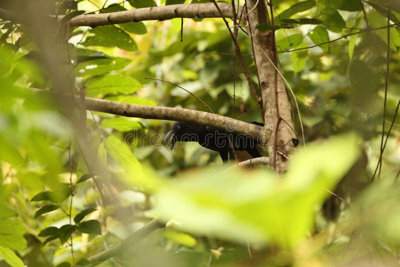 Κρόου Corvus fuscicapillus στο νησί Waigeo Ινδονησία στοκ εικόνα