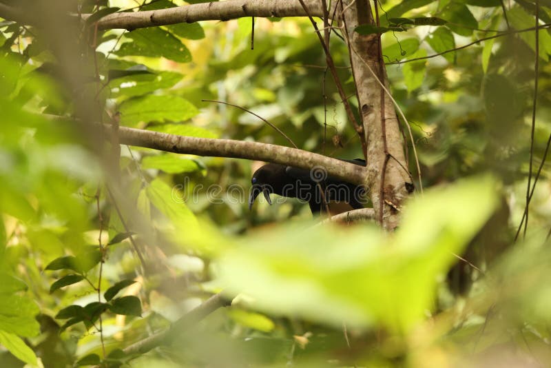 Κρόου Corvus fuscicapillus στο νησί Waigeo Ινδονησία στοκ φωτογραφία με δικαίωμα ελεύθερης χρήσης