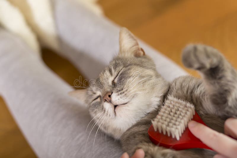 Χτένισμα της γάτας στοκ φωτογραφίες