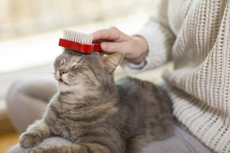 Χτένισμα της γάτας στοκ εικόνες