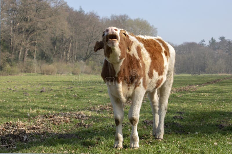 Wailing red and white pied young cow in the foreground, in a green meadow lined with trees. Wailing red and white pied young cow in the foreground, in a green meadow lined with trees