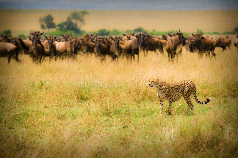 Cheetah hunting, masai mara, kenya. Cheetah hunting, masai mara, kenya