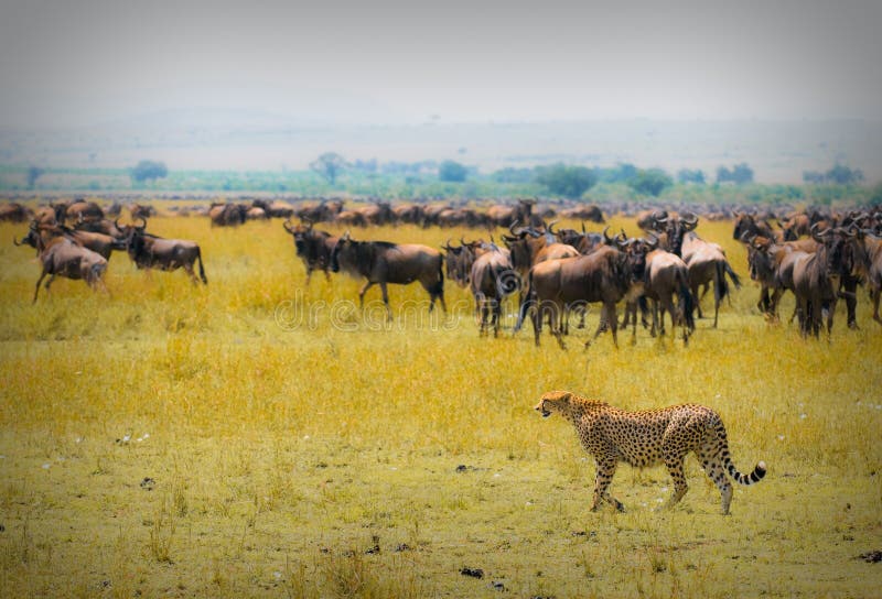 Cheetah hunting, masai mara, kenya. Cheetah hunting, masai mara, kenya