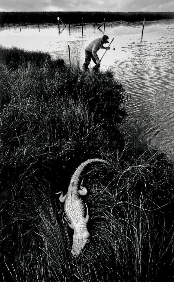 EDITORIAL USE ONLY - Louisiana Alligator Hunter bates alligator line with dead gator laying in on banks of bayou. EDITORIAL USE ONLY - Louisiana Alligator Hunter bates alligator line with dead gator laying in on banks of bayou.