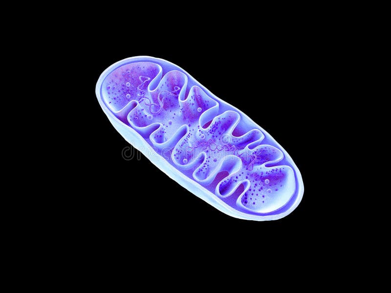 Mitochondria, cellular organelles, produce energy, Cell energy and Cellular respiration, DNA, 3D rendering. Mitochondria, cellular organelles, produce energy, Cell energy and Cellular respiration, DNA, 3D rendering