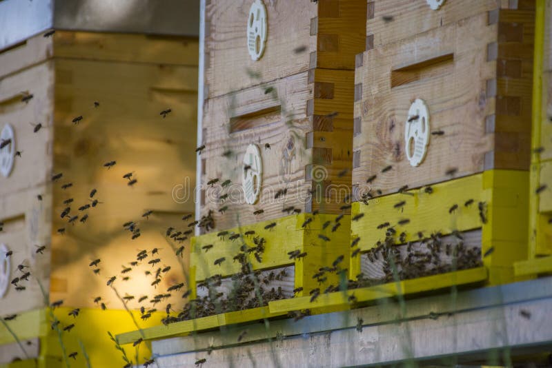 Κυψέλες μελισσών - mellifera Apis αναπαραγωγής μελισσών στοκ φωτογραφία Κυψέλες μελισσών - mellifera Apis αναπαραγωγής μελισσών στοκ φωτογραφία
