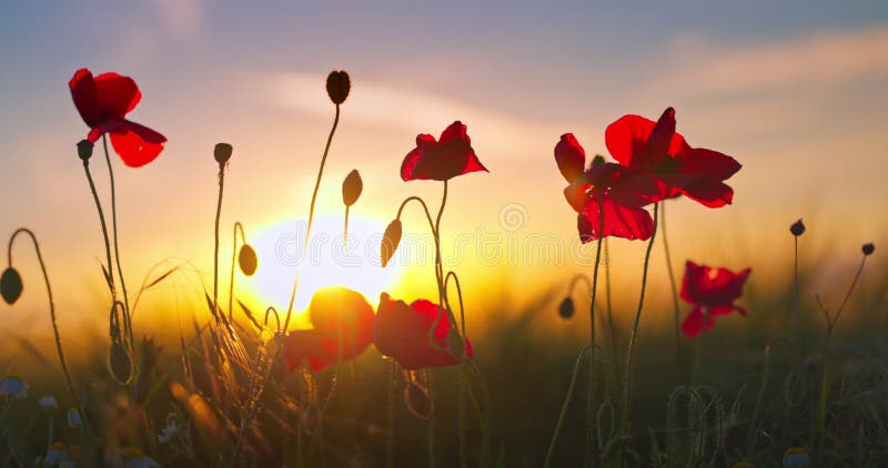 κόκκινα άνθη παπαρούνα σε πράσινο αγροτικό πεδίο ενάντια στο ηλιοβασίλεμα, ουρανός με σύννεφα