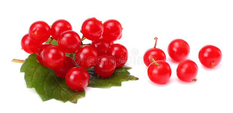 Κόκκινα μούρα του ξύλου βελών Viburnum με το πράσινο φύλλο που απομονώνεται στο άσπρο υπόβαθρο στοκ εικόνα με δικαίωμα ελεύθερης χρήσης Κόκκινα μούρα του ξύλου βελών Viburnum με το πράσινο φύλλο που απομονώνεται στο άσπρο υπόβαθρο στοκ εικόνα με δικαίωμα ελεύθερης χρήσης