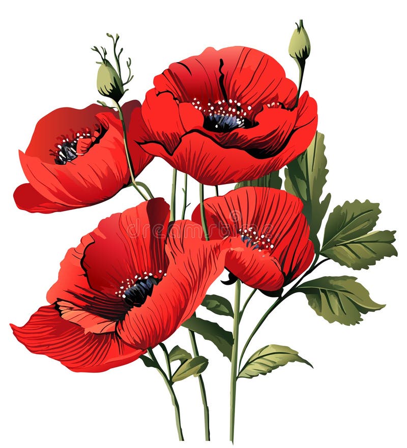 Red poppies flowers, beautiful Papaver rhoeas, poppy, corn poppy, corn rose, field poppy, Flanders poppy, and red poppy, herbaceous species, flowering plant, watercolor Holiday Decoration Birthday gifts and presents, American, traditional, anniversary, memory. Red poppies flowers, beautiful Papaver rhoeas, poppy, corn poppy, corn rose, field poppy, Flanders poppy, and red poppy, herbaceous species, flowering plant, watercolor Holiday Decoration Birthday gifts and presents, American, traditional, anniversary, memory