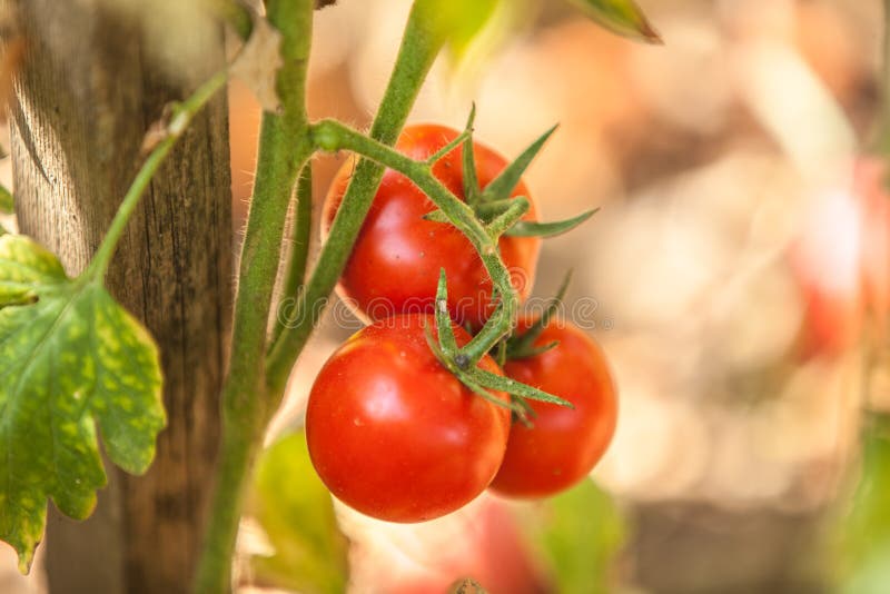 Κόκκινες ντομάτες στον κήπο