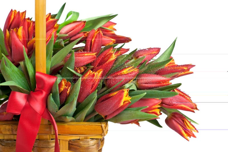 Red tulips in the basket wish bow. Red tulips in the basket wish bow