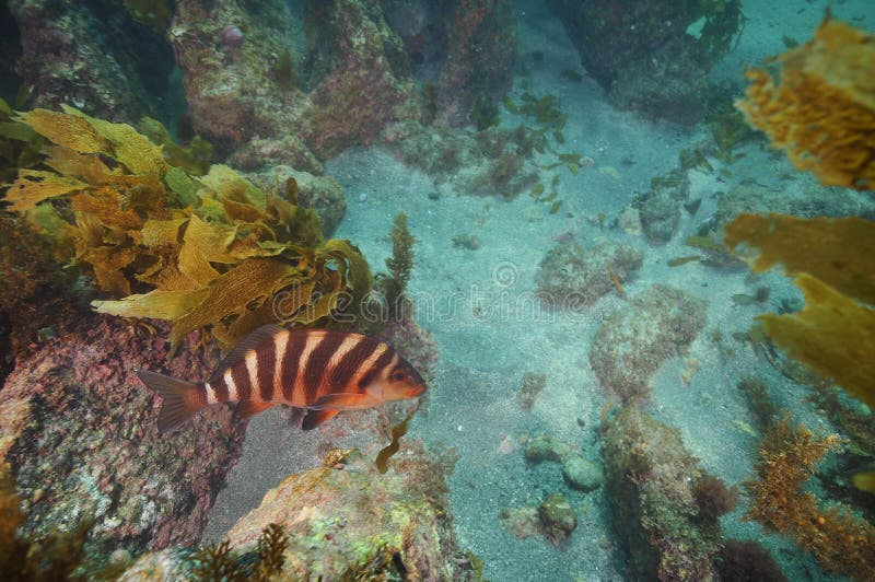 Κόκκινη άποψη moki άνωθεν. Τα κόκκινα spectabilis Cheilodactylus moki είδαν άνωθεν να κολυμπήσουν πέρα από το μικτό κατώτατο σημείο της άμμου και των βράχων