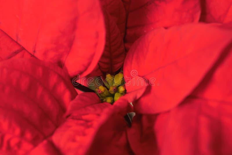 Κόκκινη εικόνα Poinsettia Όμορφα πέταλα λουλουδιών Χριστουγέννων στοκ εικόνα