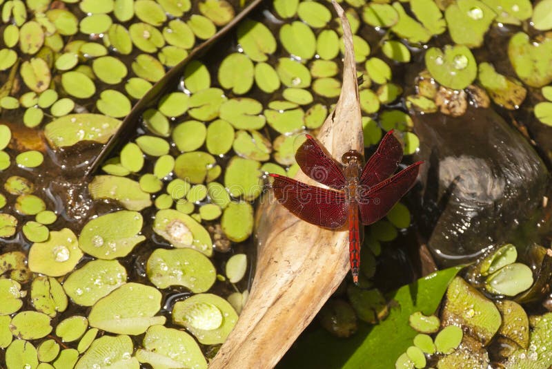 Κόκκινη λιβελλούλη Grasshawk (Neurothemis) στο φύλλο στοκ εικόνες Κόκκινη λιβελλούλη Grasshawk (Neurothemis) στο φύλλο στοκ εικόνες