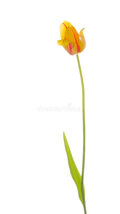 Yellow bright beautiful red tulip flower on a thin green stems with leaves, isolated on white background. Yellow bright beautiful red tulip flower on a thin green stems with leaves, isolated on white background