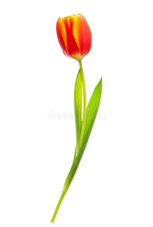 Spring flower red tulip isolated on white background. Spring flower red tulip isolated on white background.