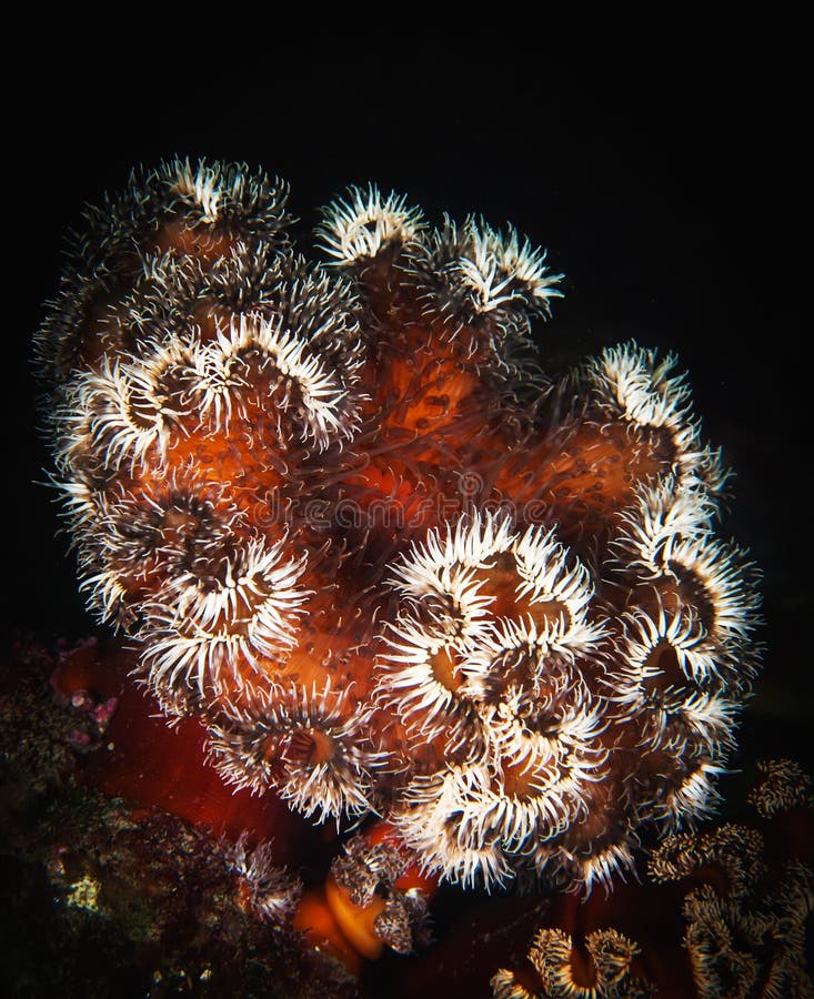 Κόκκινο anemone στο μαύρο υπόβαθρο στοκ εικόνες Κόκκινο anemone στο μαύρο υπόβαθρο στοκ εικόνες