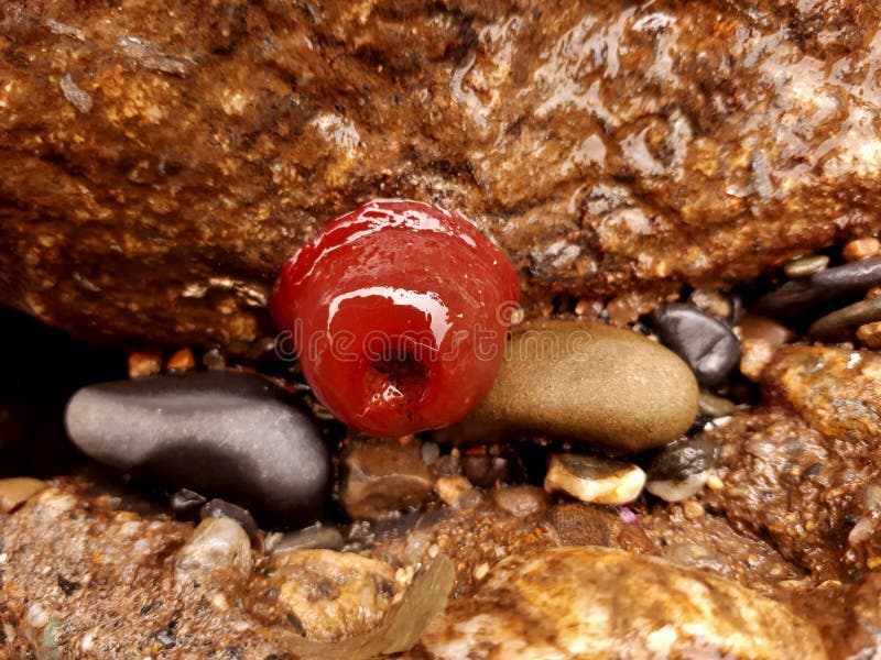 Red Beadlet Anemone on a rock. Red Beadlet Anemone on a rock