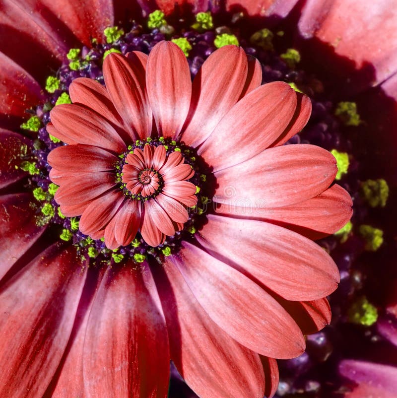 Κόκκινο camomile fractal λουλουδιών μαργαριτών σπειροειδές αφηρημένο υπόβαθρο σχεδίων επίδρασης Κόκκινο υπερφυσικό fractal σχεδίω στοκ εικόνες με δικαίωμα ελεύθερης χρήσης Κόκκινο camomile fractal λουλουδιών μαργαριτών σπειροειδές αφηρημένο υπόβαθρο σχεδίων επίδρασης Κόκκινο υπερφυσικό fractal σχεδίω στοκ εικόνες με δικαίωμα ελεύθερης χρήσης