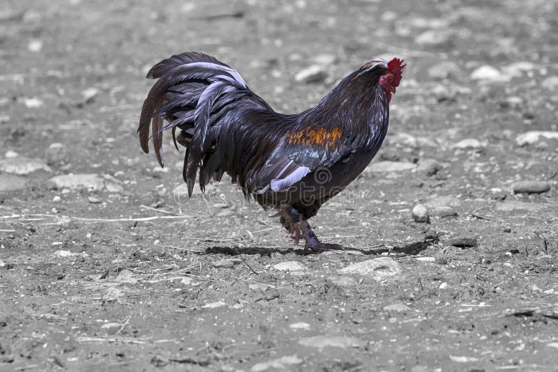 Κόκκινο gallus junglefowl στο γραπτό υπόβαθρο στοκ εικόνες Κόκκινο gallus junglefowl στο γραπτό υπόβαθρο στοκ εικόνες