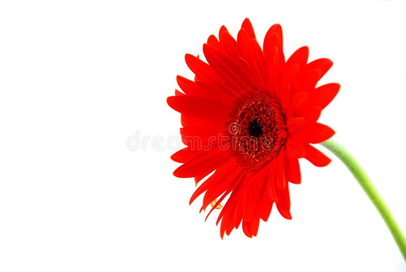 κόκκινο gerbera λουλουδιών